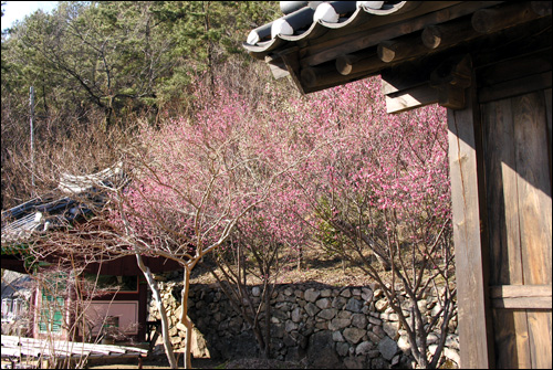 아직은 여리디 여린 금둔사의 홍매화 나무, 하지만 우리나라에서 가장 빨리 꽃망울을 터트리는 것으로 유명하다. 